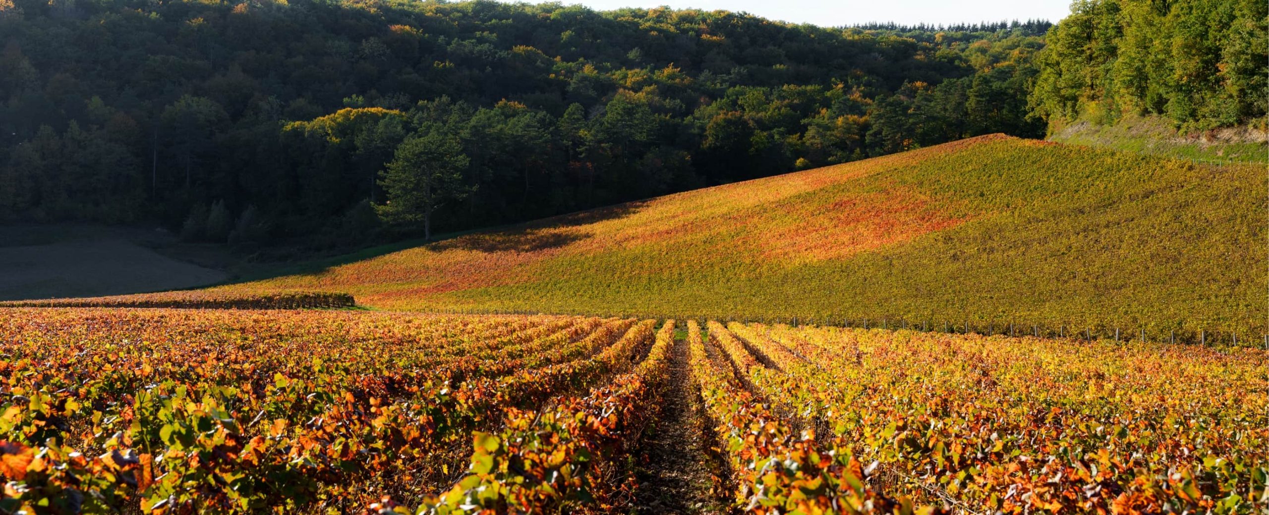 Champagne La Caquotterie - Notre domaine